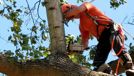 It is extremely important to certify that the tree care company you're hiring is using the proper safety equipment.